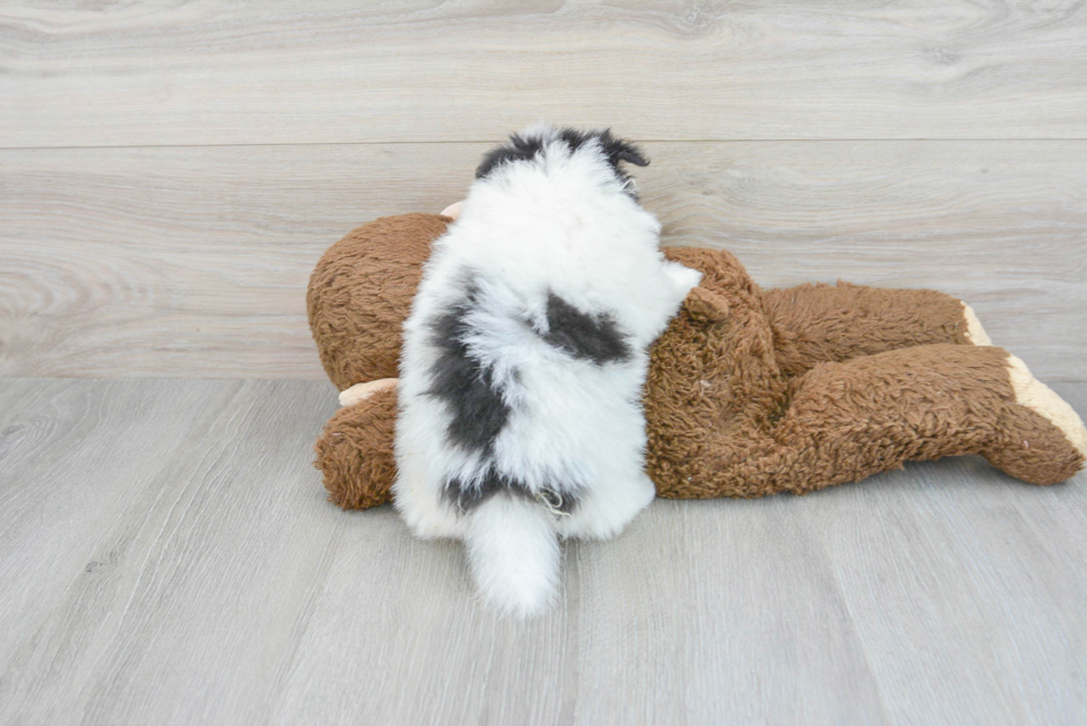 Adorable Pomeranian Purebred Puppy