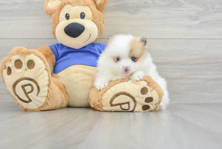 Sweet Pomeranian Purebred Puppy