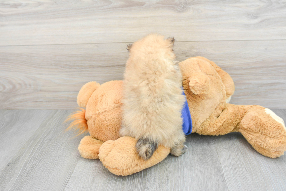 Funny Pomeranian Purebred Pup