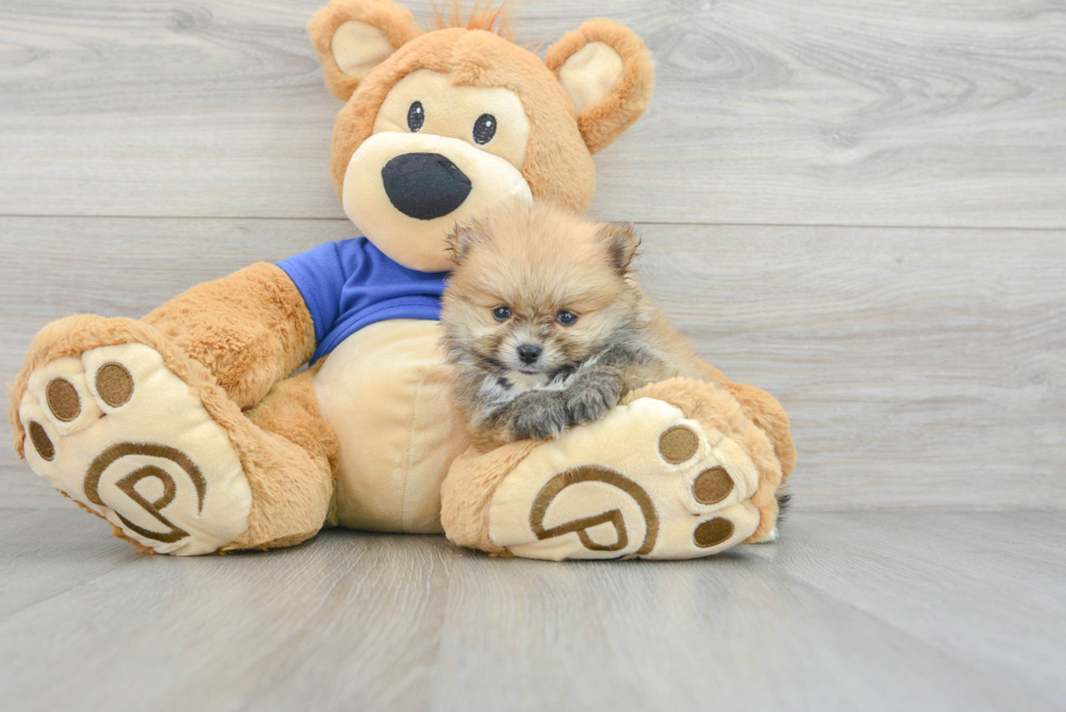 Best Pomeranian Baby