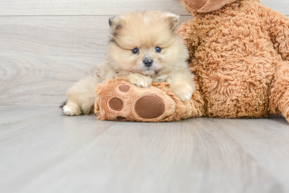 Friendly Pomeranian Purebred Pup
