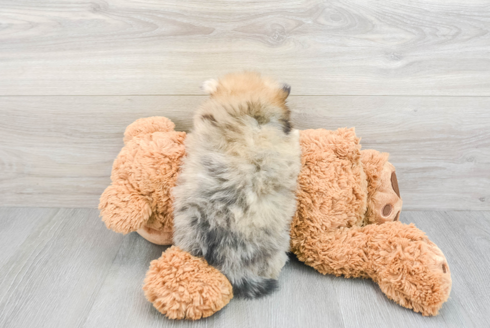 Pomeranian Pup Being Cute