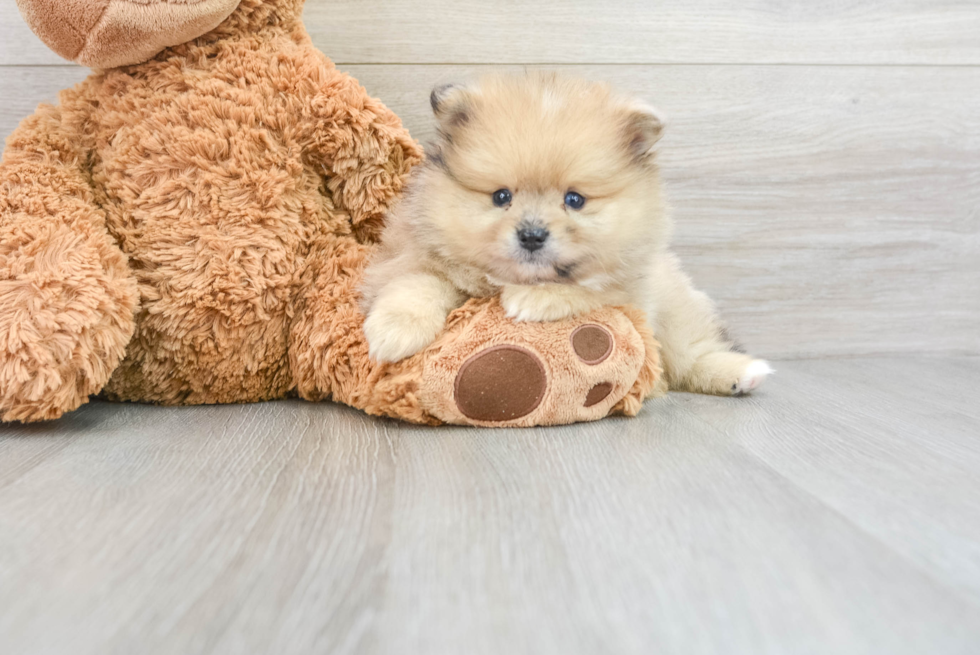 Best Pomeranian Baby