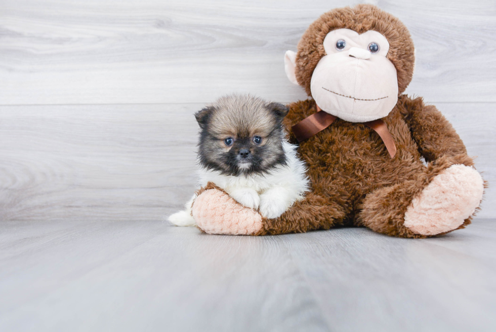 Playful Pomeranian Purebred Pup