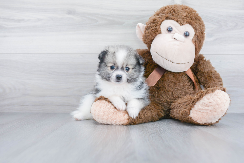 Adorable Pomeranian Purebred Puppy