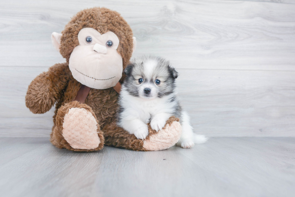 Playful Pomeranian Baby