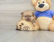 6 week old Pomeranian Puppy For Sale - Premier Pups