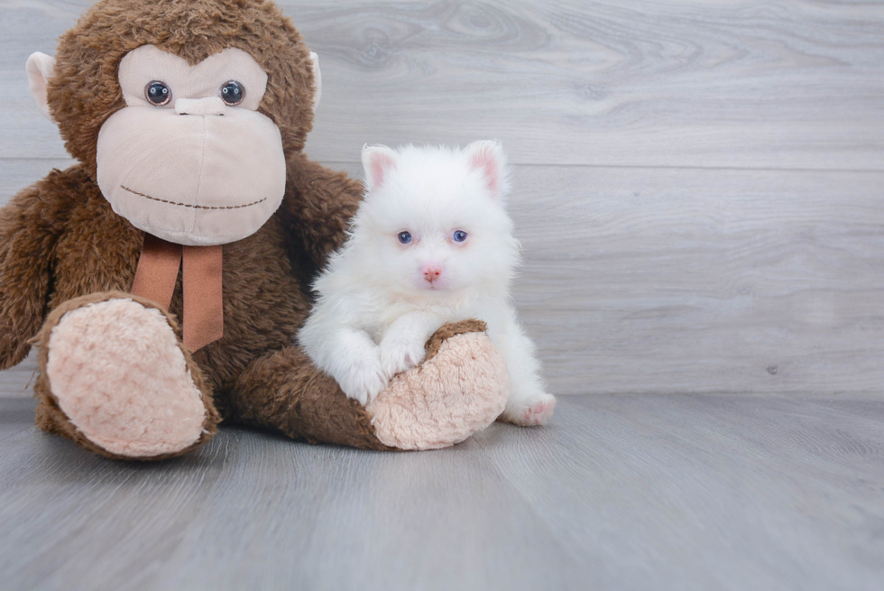 Pomeranian Pup Being Cute