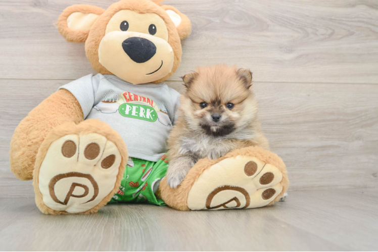 Sweet Pom Pom Purebred Puppy
