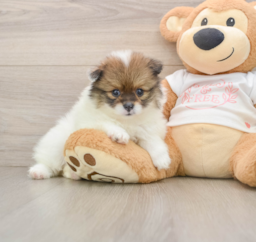 8 week old Pomeranian Puppy For Sale - Premier Pups
