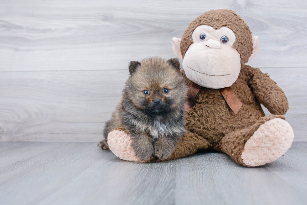 Pomeranian Puppy for Adoption