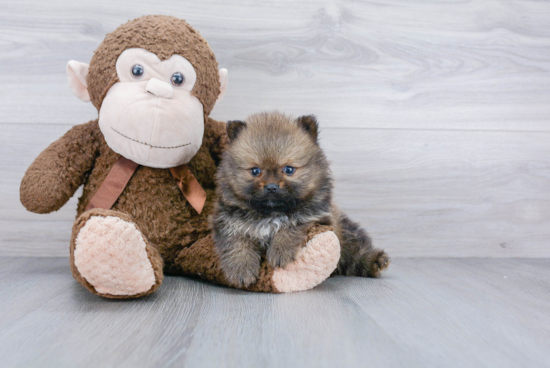 Adorable Pomeranian Purebred Puppy