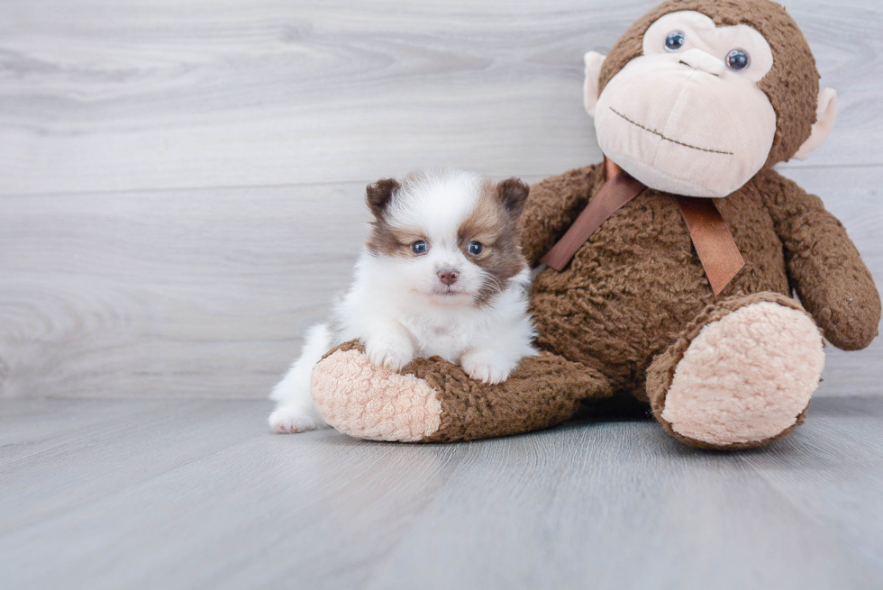 Hypoallergenic Pomeranian Purebred Pup