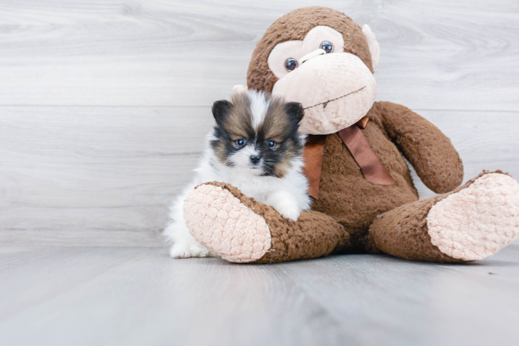 Playful Pomeranian Purebred Pup