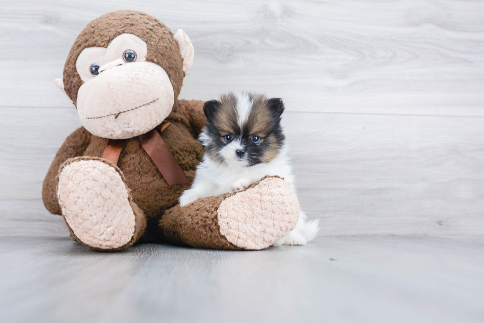 Happy Pomeranian Purebred Puppy