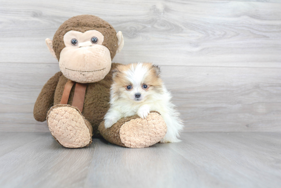 Small Pomeranian Purebred Pup