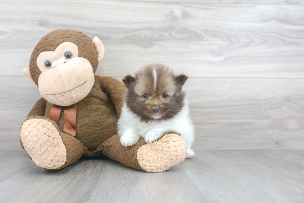 Playful Pomeranian Purebred Pup