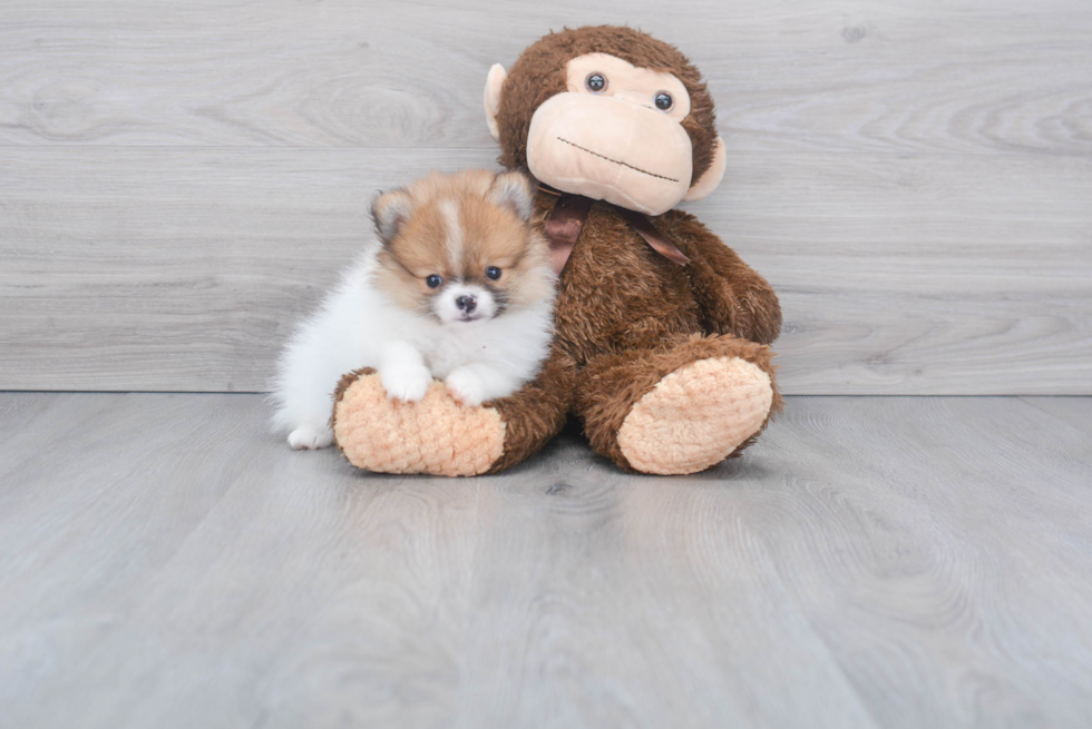 Pomeranian Puppy for Adoption