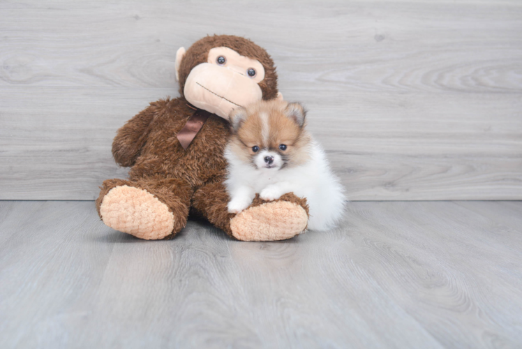 Pomeranian Puppy for Adoption