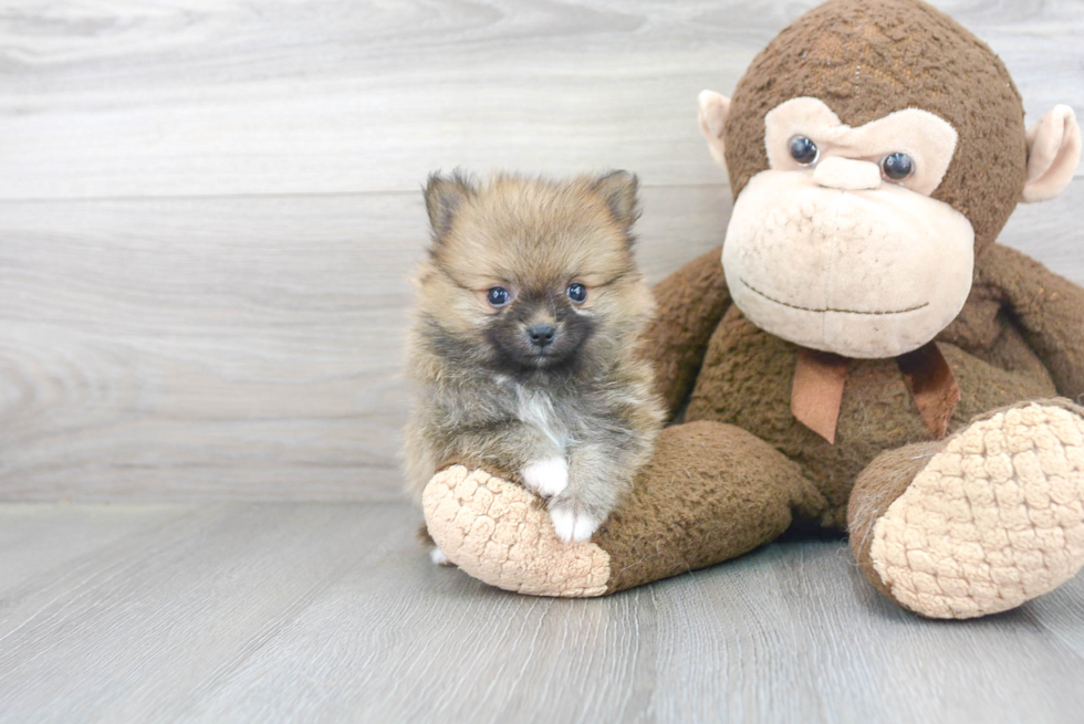 Fluffy Pomeranian Purebred Puppy