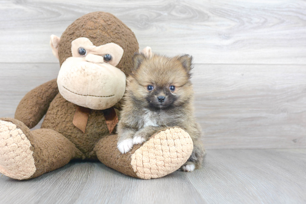 Best Pomeranian Baby