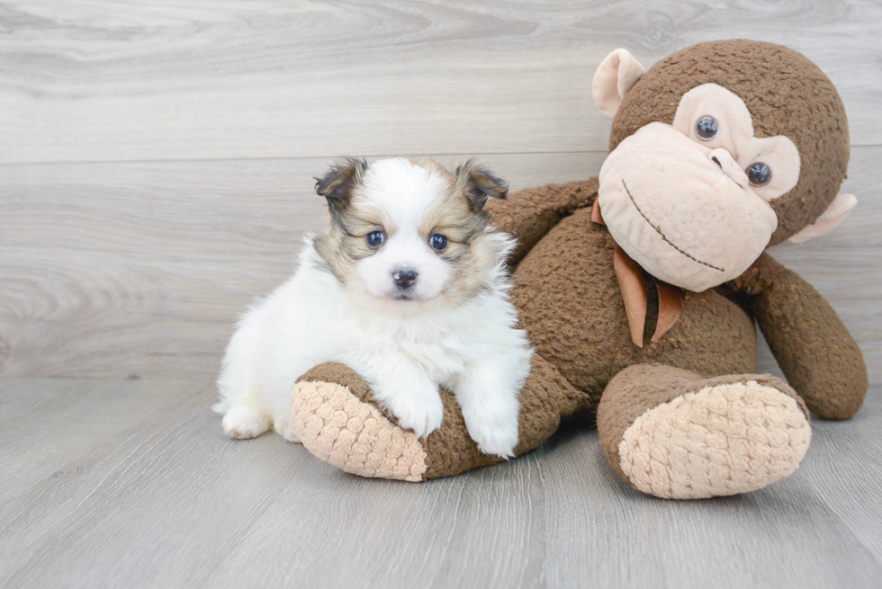 Fluffy Pomeranian Purebred Puppy