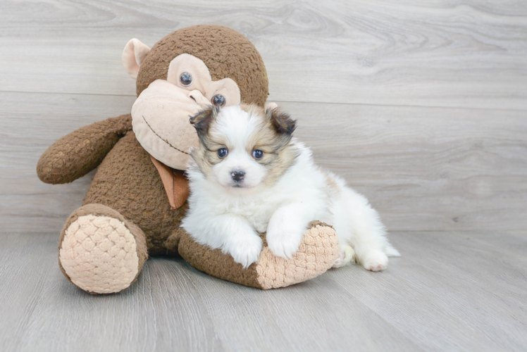 Adorable Pomeranian Purebred Puppy