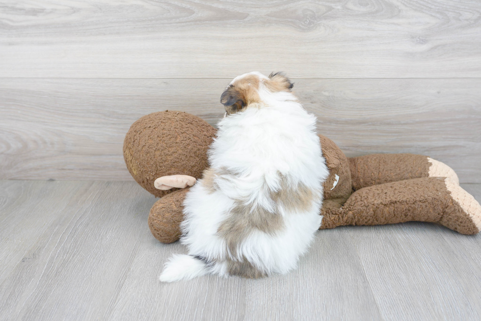 Hypoallergenic Pomeranian Baby