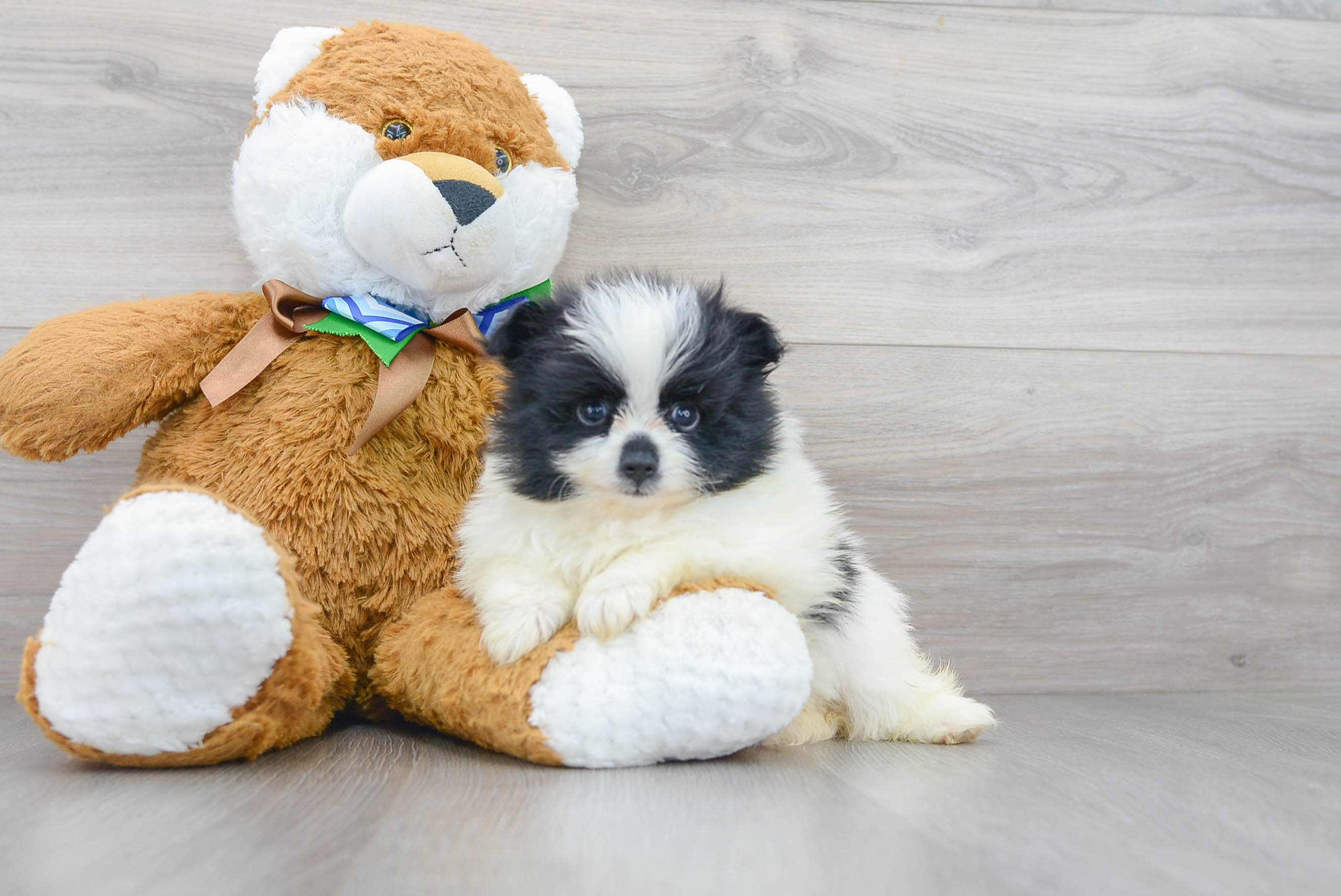 Pomeranian Pup Being Cute