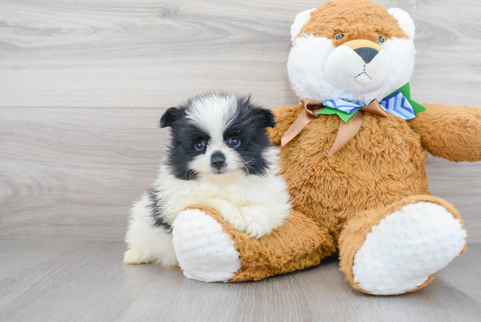 Friendly Pomeranian Purebred Pup