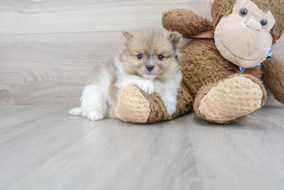 Playful Pomeranian Baby