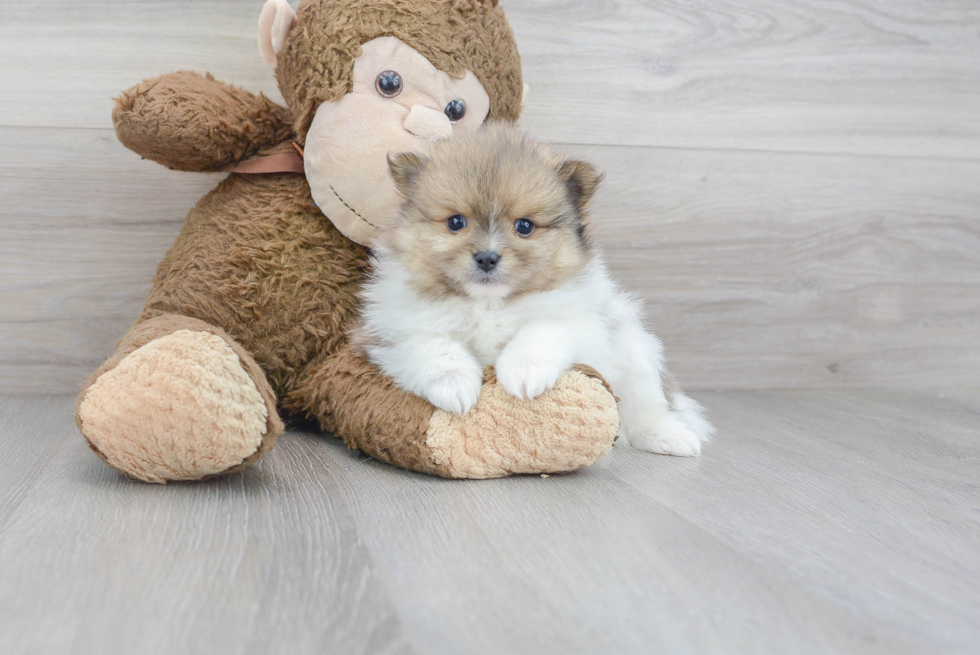 Best Pomeranian Baby