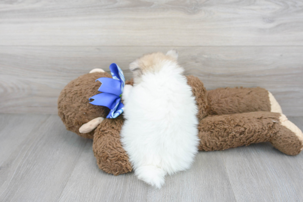 Cute Pomeranian Purebred Puppy