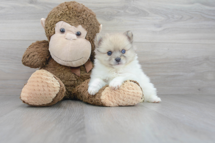 Cute Pomeranian Purebred Puppy