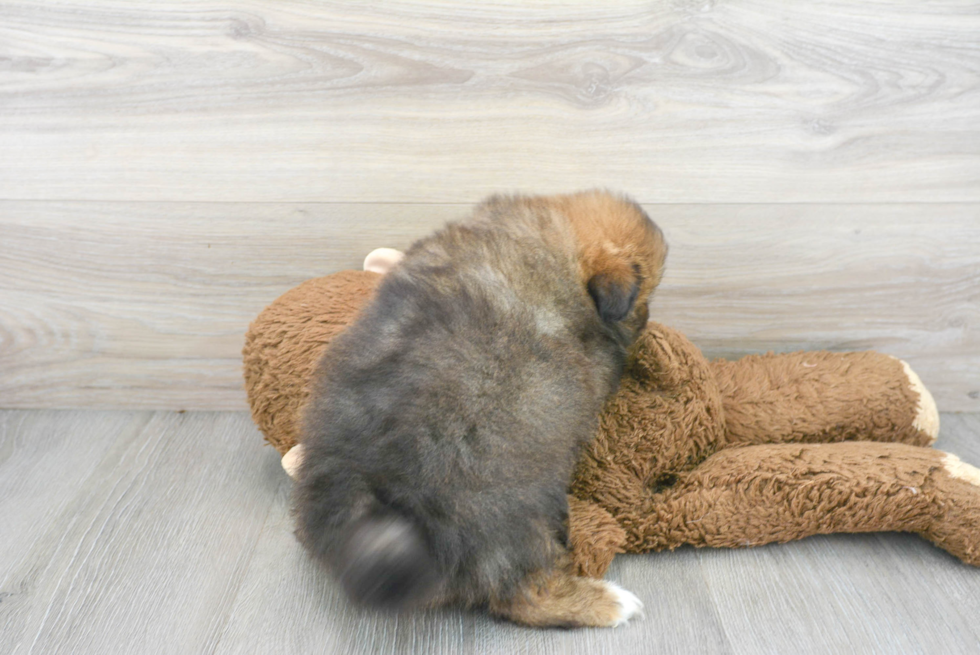 Playful Pomeranian Purebred Pup