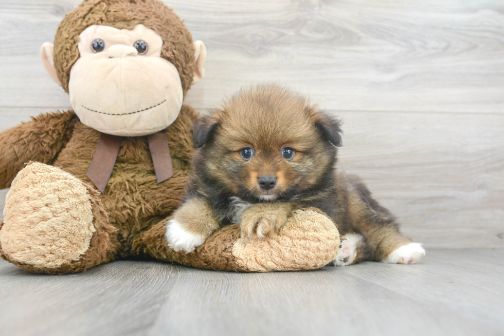 Pomeranian Puppy for Adoption