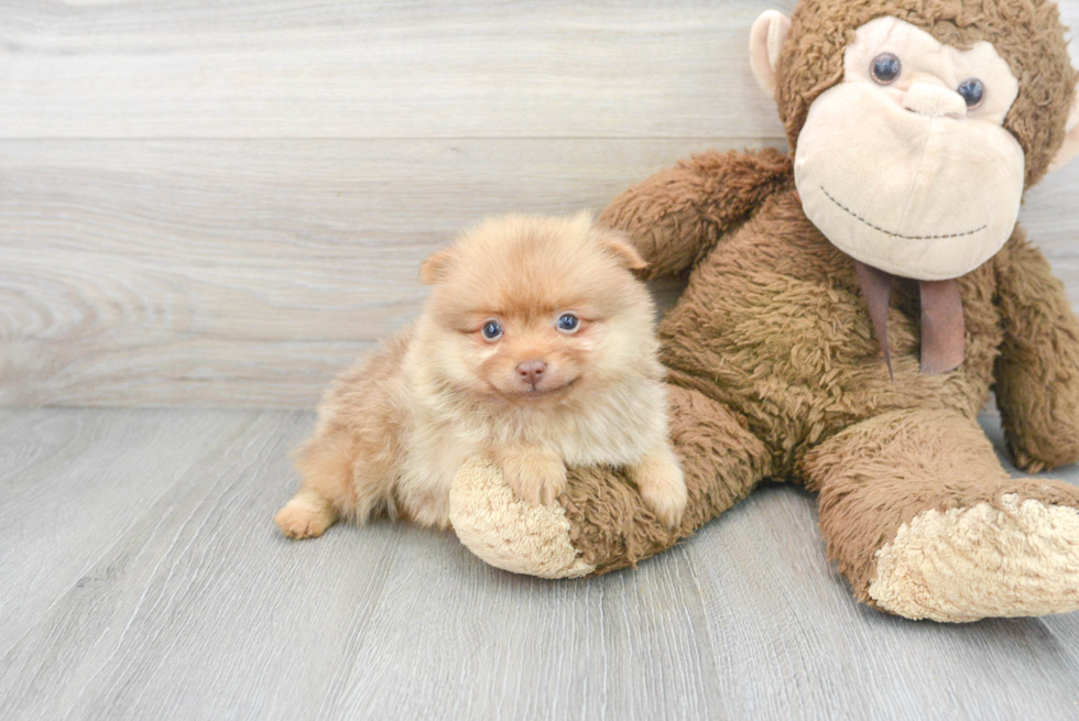 Small Pomeranian Purebred Pup