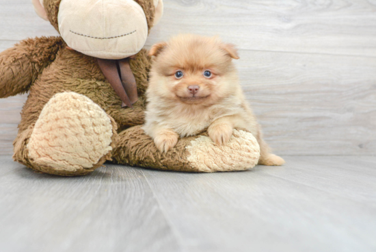 Happy Pomeranian Purebred Puppy