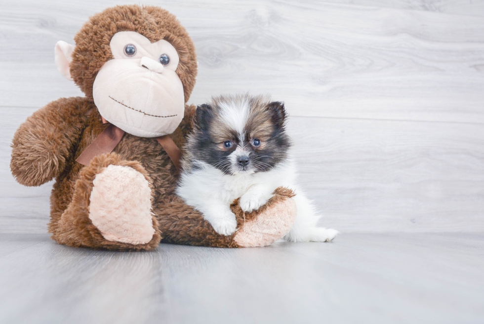 Hypoallergenic Pomeranian Baby