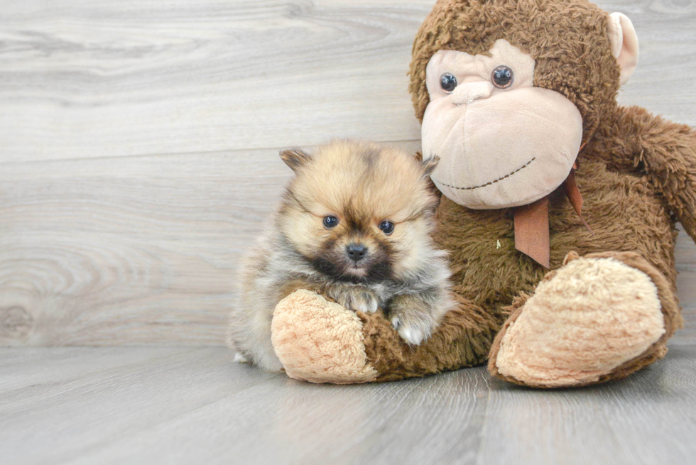 Pomeranian Puppy for Adoption