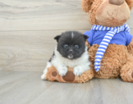 7 week old Pomeranian Puppy For Sale - Premier Pups