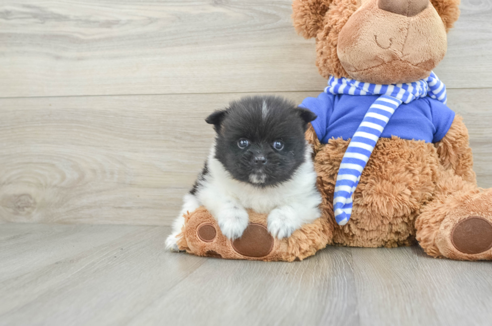 7 week old Pomeranian Puppy For Sale - Premier Pups