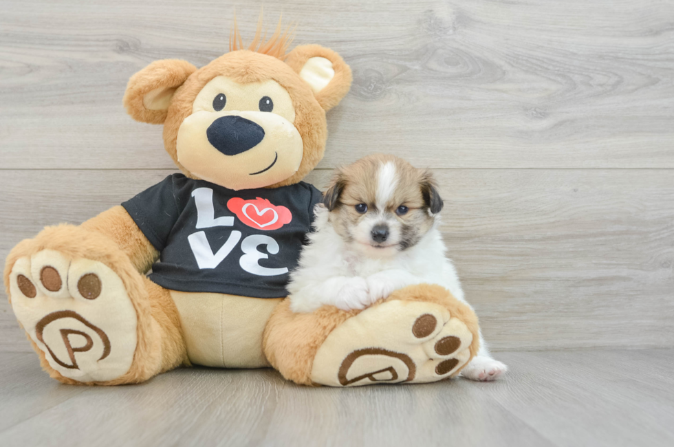 5 week old Pomeranian Puppy For Sale - Premier Pups