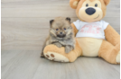 Best Pomeranian Baby