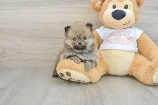 Best Pomeranian Baby