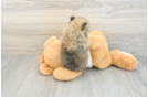 Pomeranian Puppy for Adoption