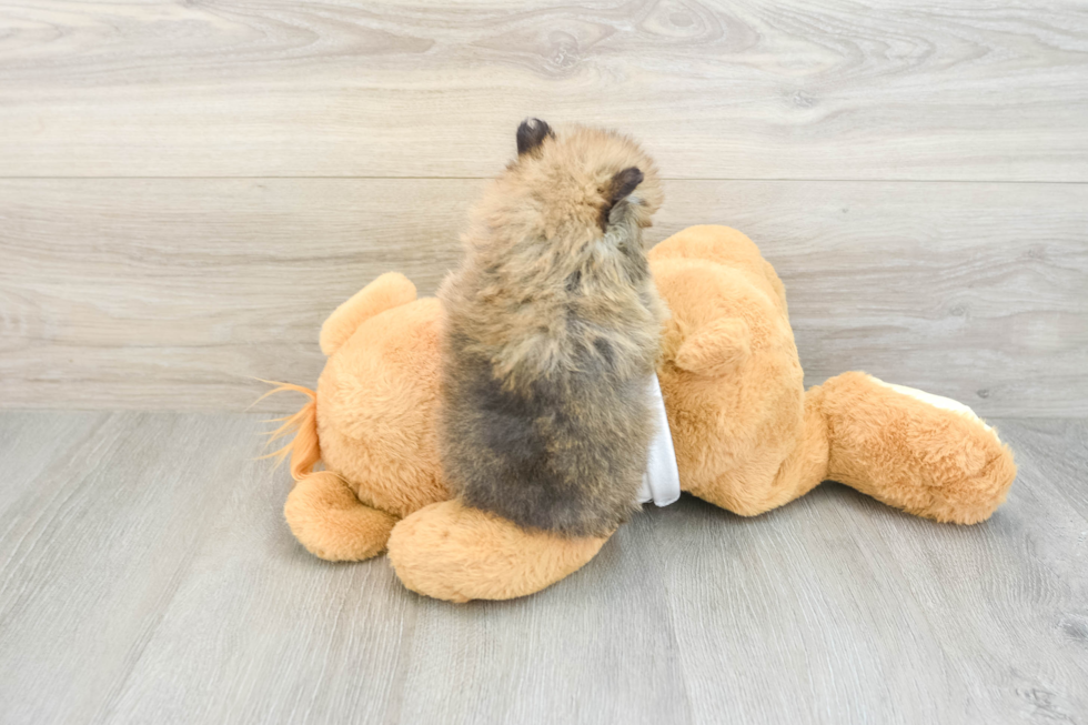 Pomeranian Puppy for Adoption