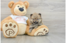 Funny Pomeranian Baby