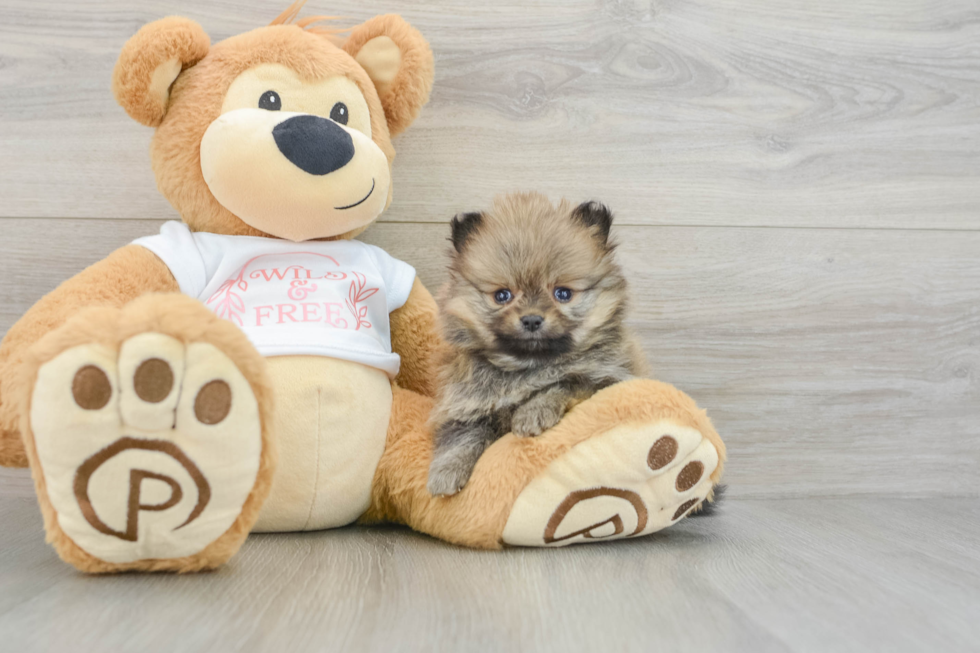 Funny Pomeranian Baby