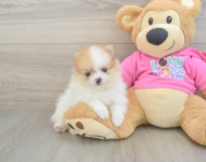 5 week old Pomeranian Puppy For Sale - Premier Pups